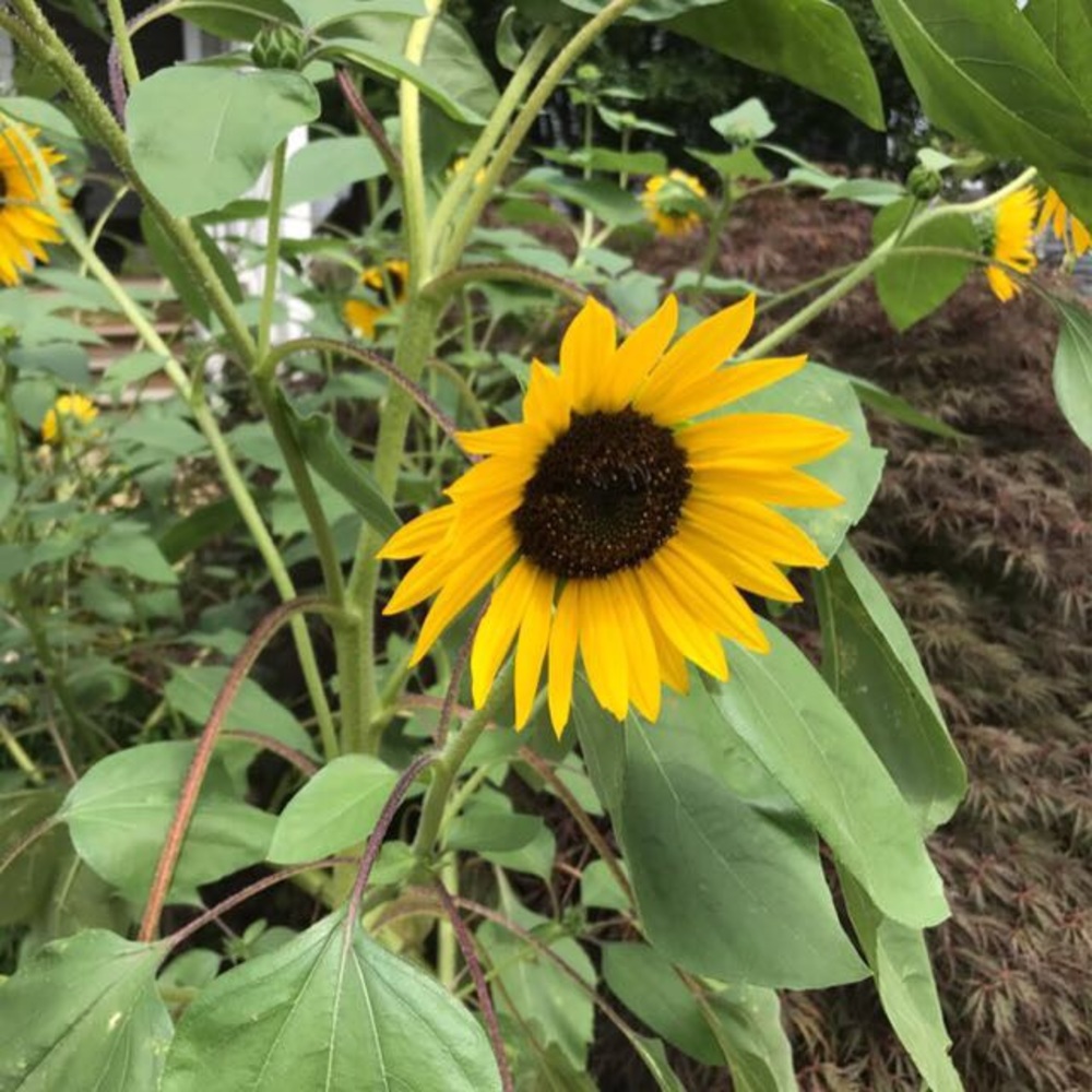 Meet your Posher, Colleen